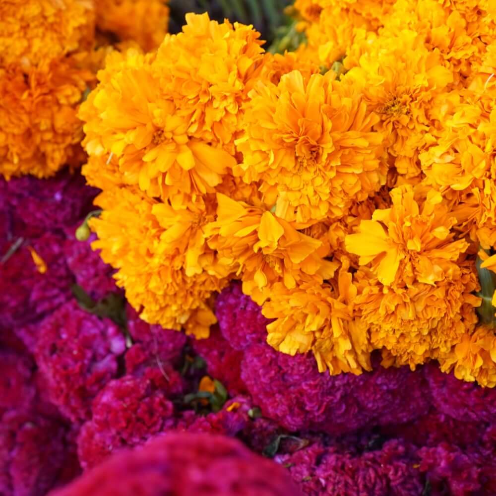 Mexican Marigold | 15 Days Delivery - Sauani Trading Company | Mexican Food  Wholesale Supplier & Distributor.